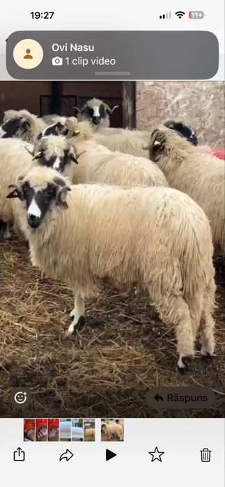 Berbecuti nosteni de vanzare Breaza de Hateg