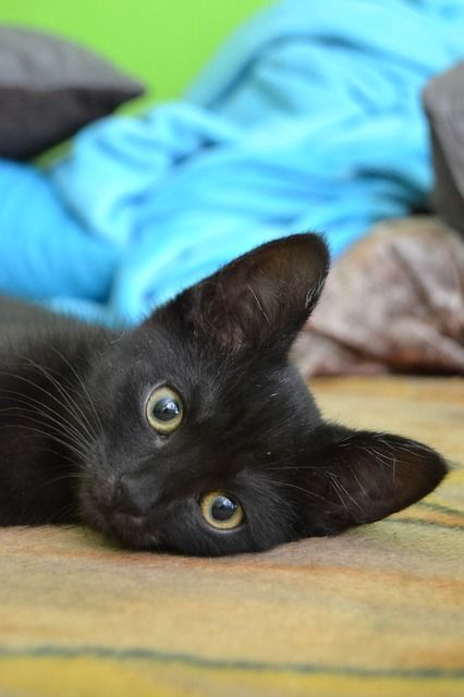 Кошка котенок
