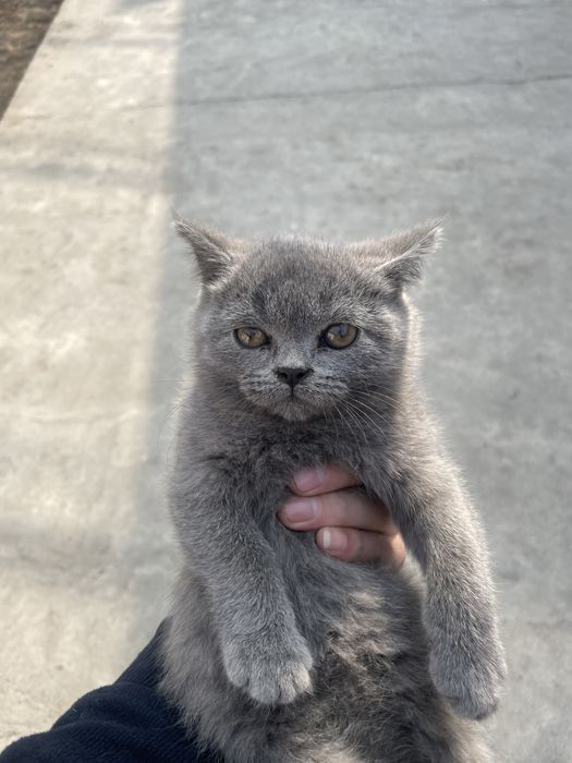 Skotish strayt 2 oyli bir o’gil bir qiz sotiladi