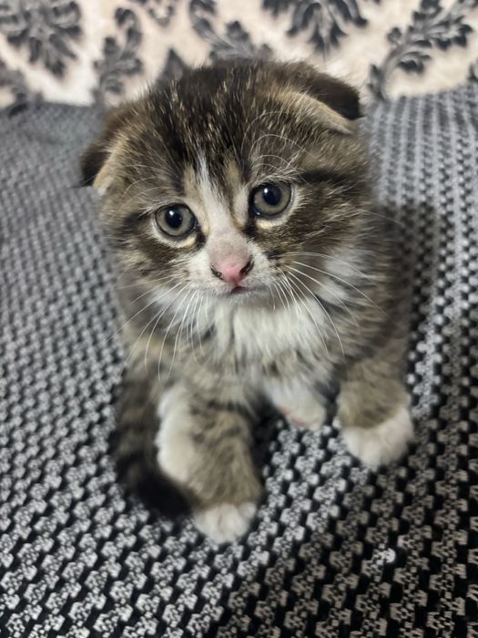 Продам котенка  шатланский вислоухий