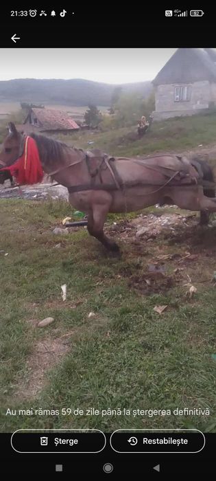 Cal cal de vânzare foarte bun