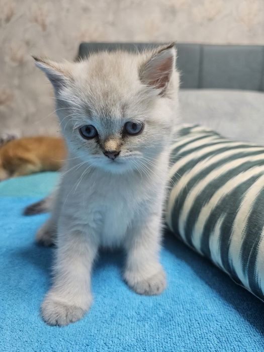 Scottish fold, Scottish straight