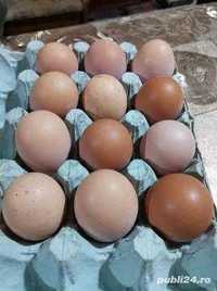 Oua pentru incubat gaini rasa carne si oua