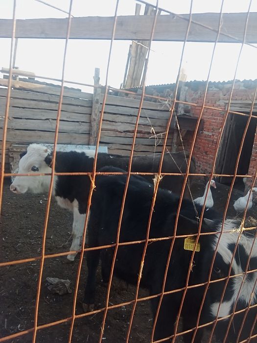 Продам 2 бычка 9 мес