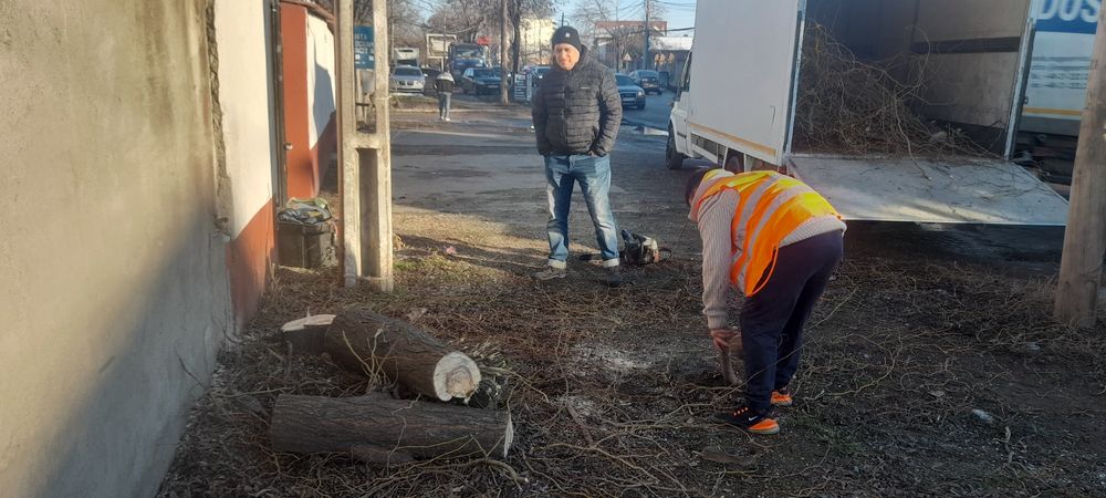 Taiere copaci toaletare frezare cioate
