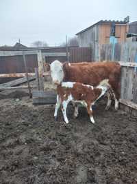 Продам двух годовалую корову с телёнком