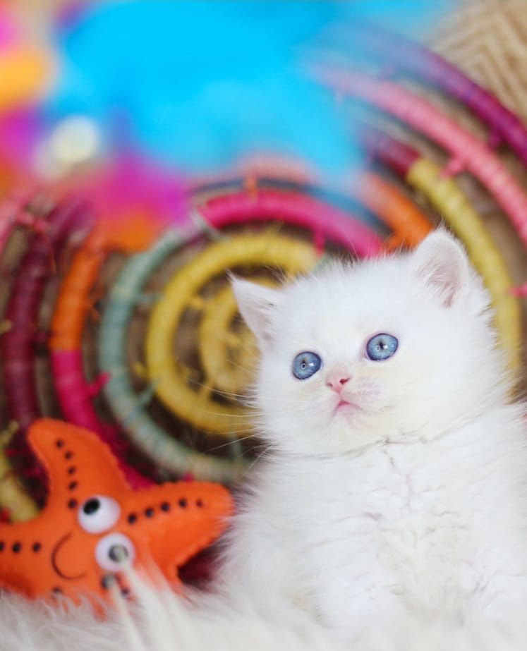 British shorthair white puiut