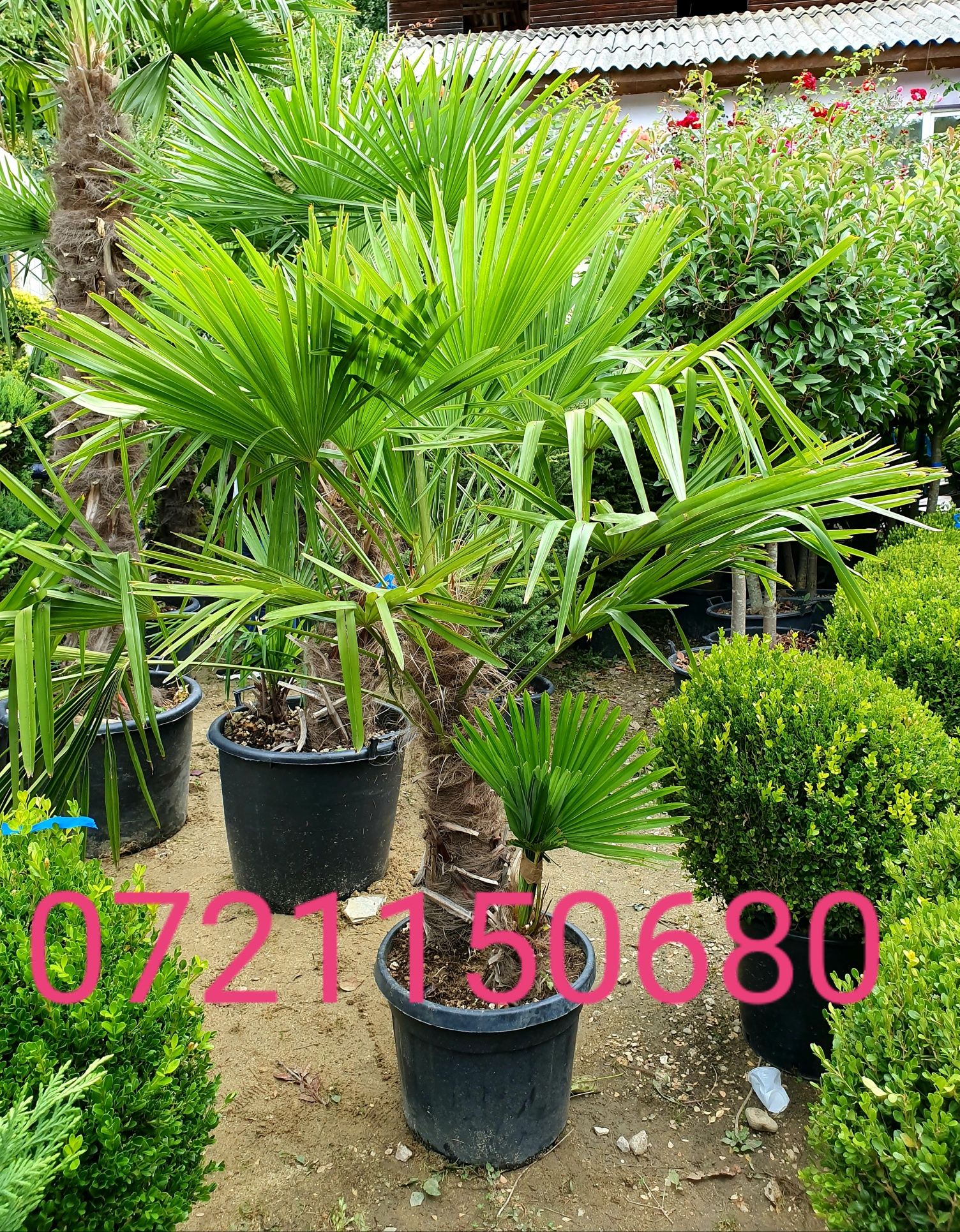 Poze reale 100 % / Palmieri, pon pon, bonsai, buxus glob, tuia spirala