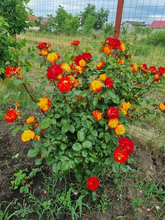 Teren 837 mp în Focșanei, Buzău – locul unde poți construi ACASĂ