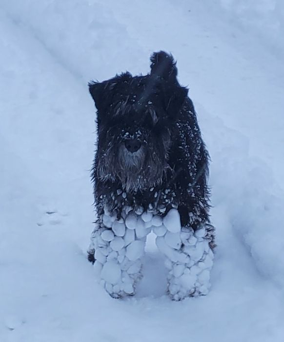 Кобель ищет подругу