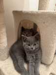 Pisici British Shorthair