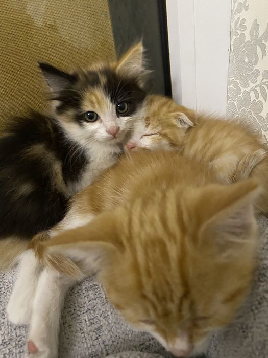 Котянки, отдам бесплатно.  Писать в телеграмм!!