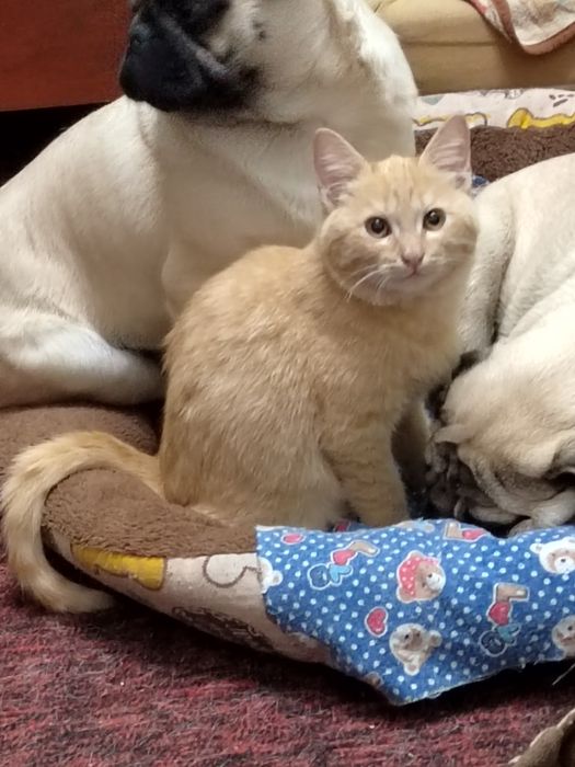 Продам котёнка ,,,