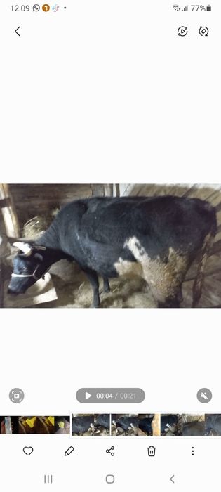 Продам коровы 1 вым отелом