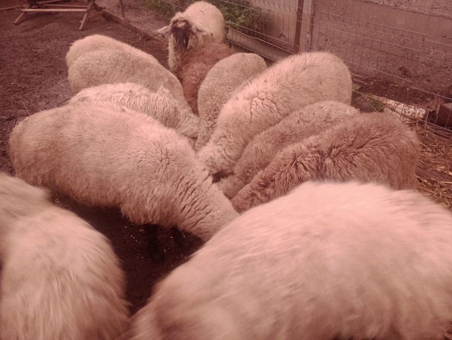 Vând 14 miele tânăre