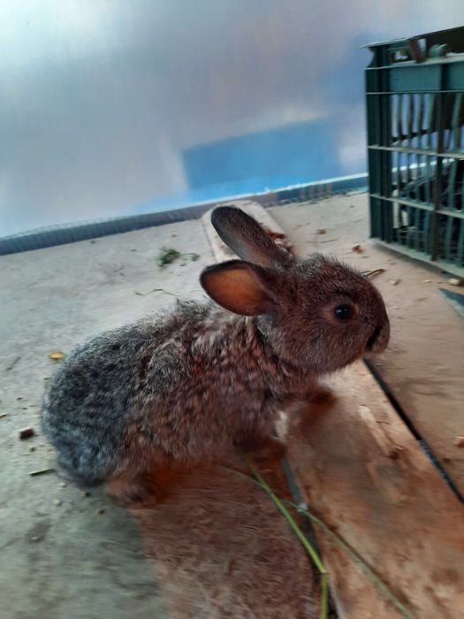 Quyon, quyon bolalari sotiladi