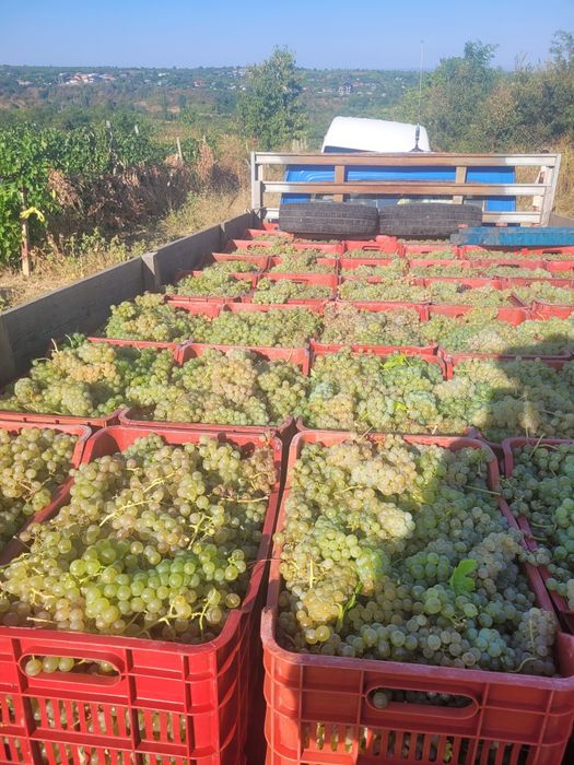 Struguri de vin feteasca