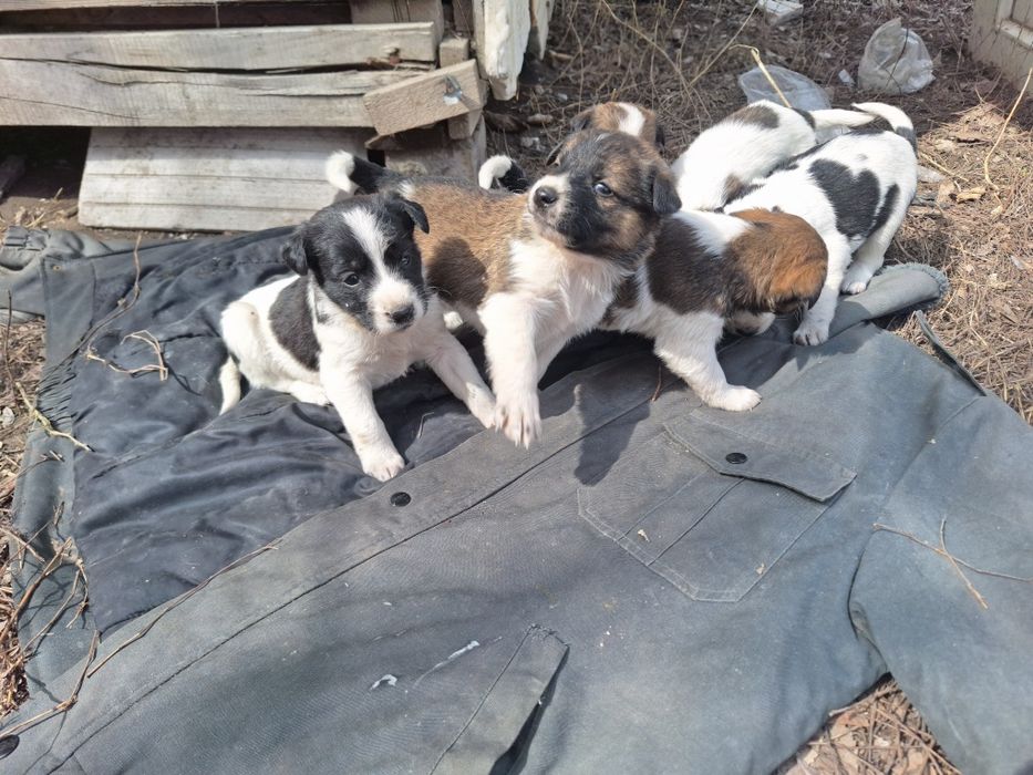 Отдам щенят дворняжки