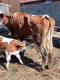 Vand vaca buna de lapte cu vitel