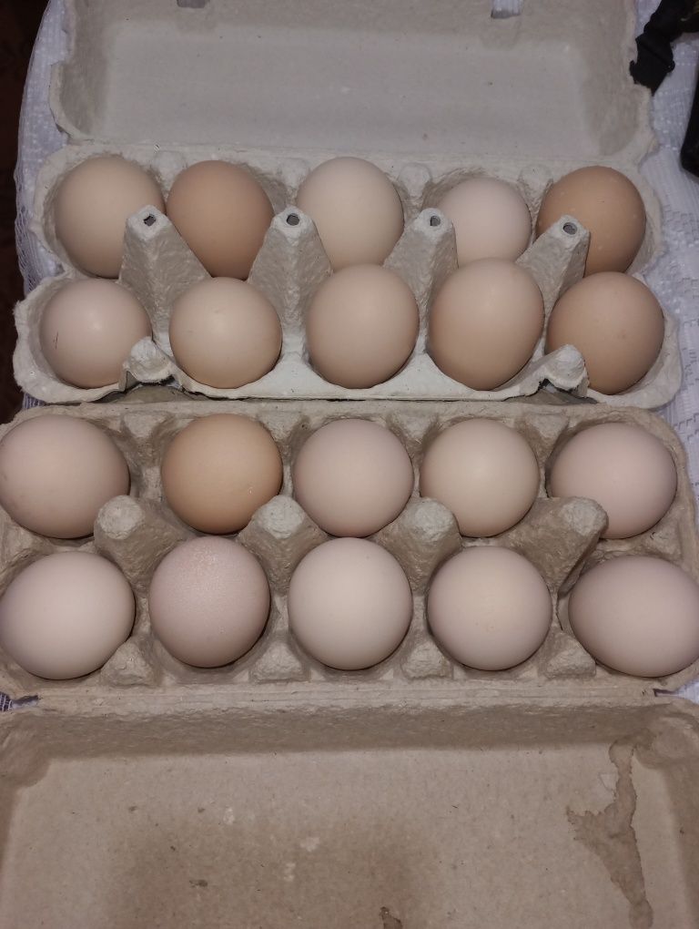 Vând oua de winadotte argintiu rasa pura din găini selectate