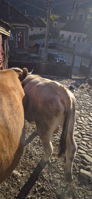 Vând vitel in vârstă de 8 luni