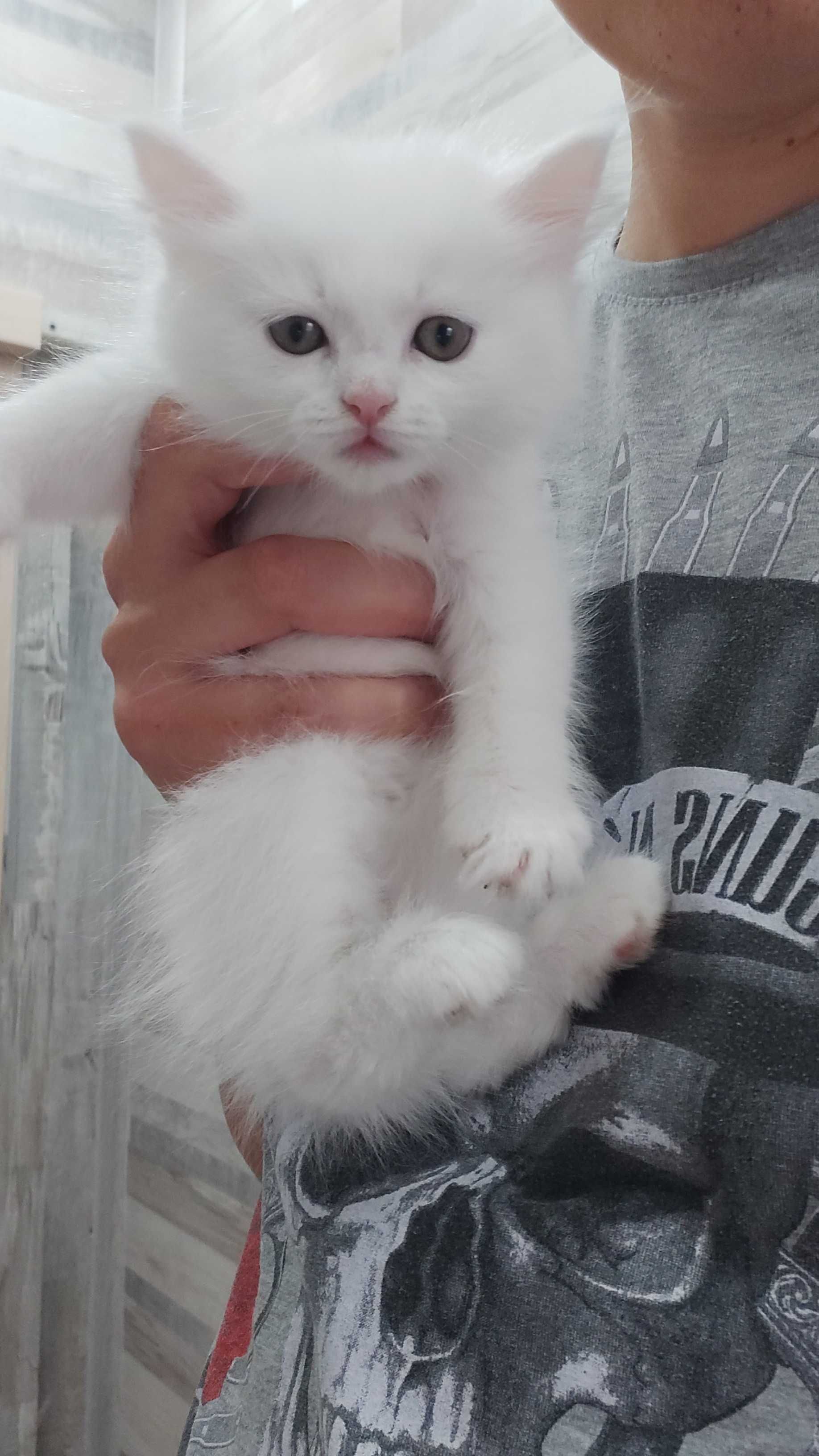 Ангорска котка...