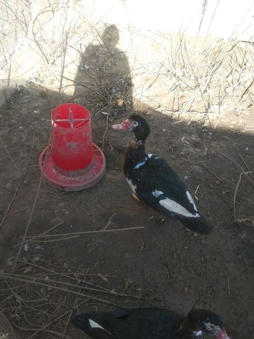 Срочно продаются утки!