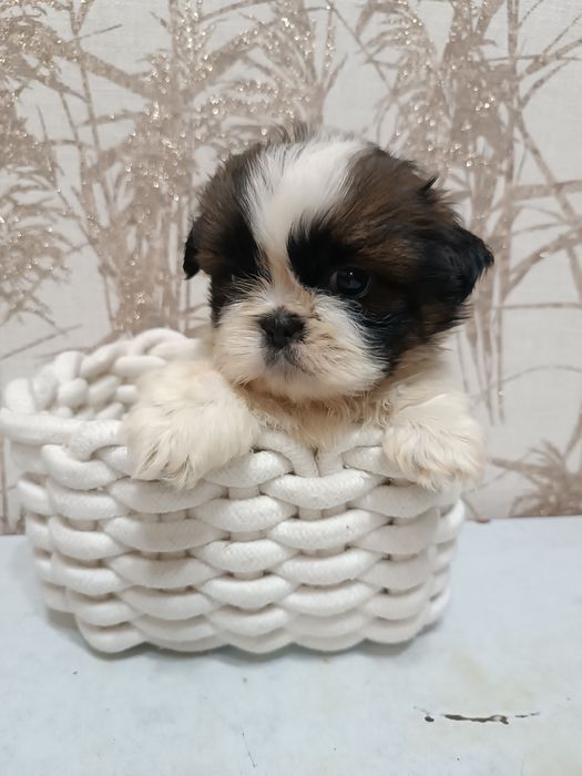 Продаётся щенок шит-цу(девочка)