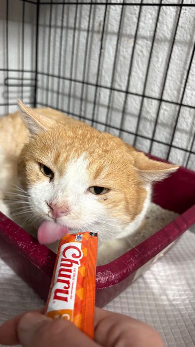 Leo, motan castrat, FIV pozitiv