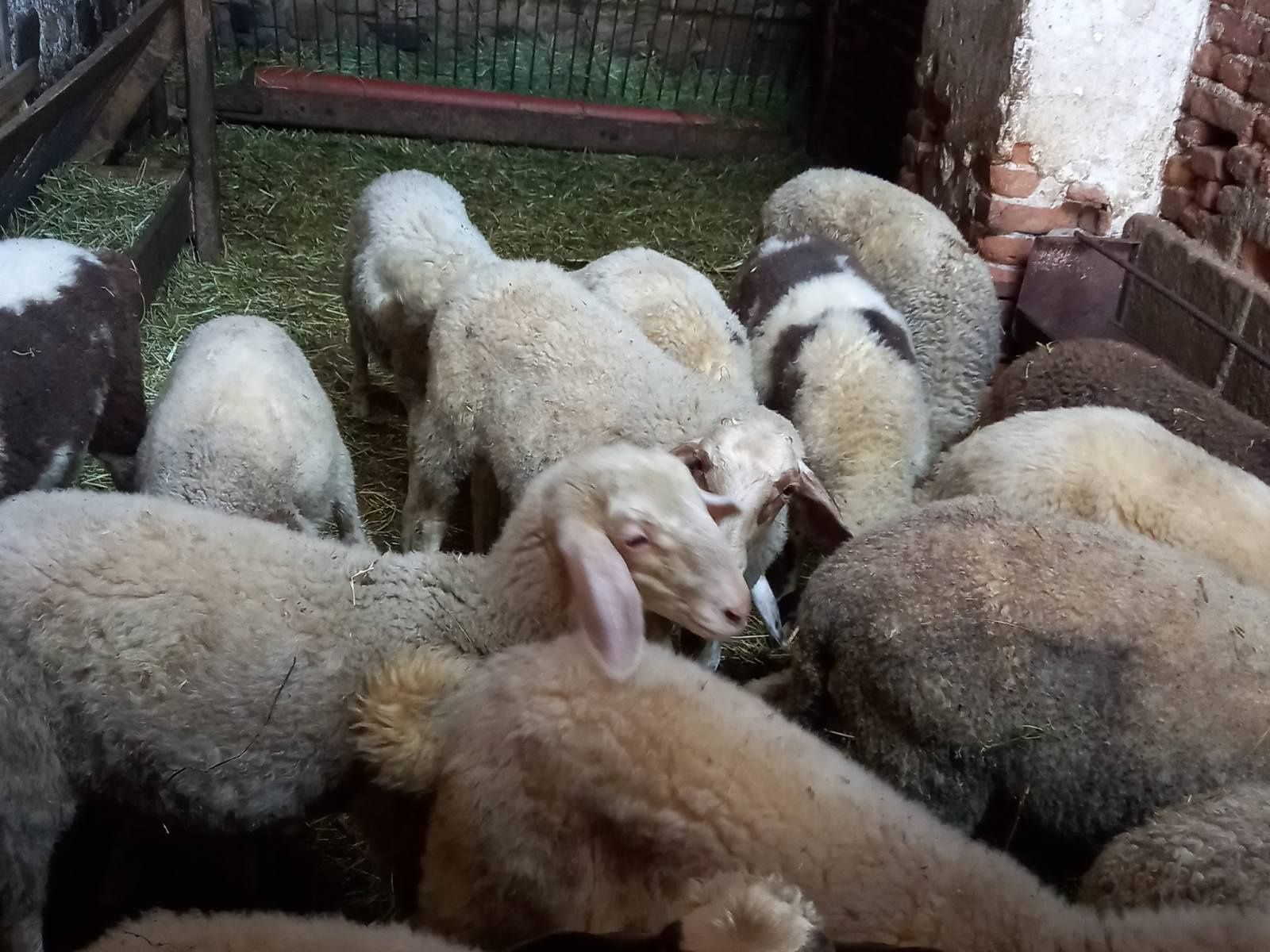 Агнета за продажба