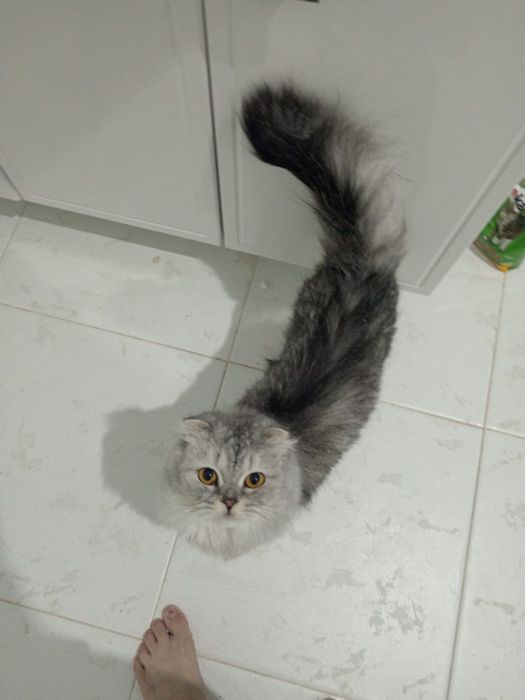 Отдам В добрые руки