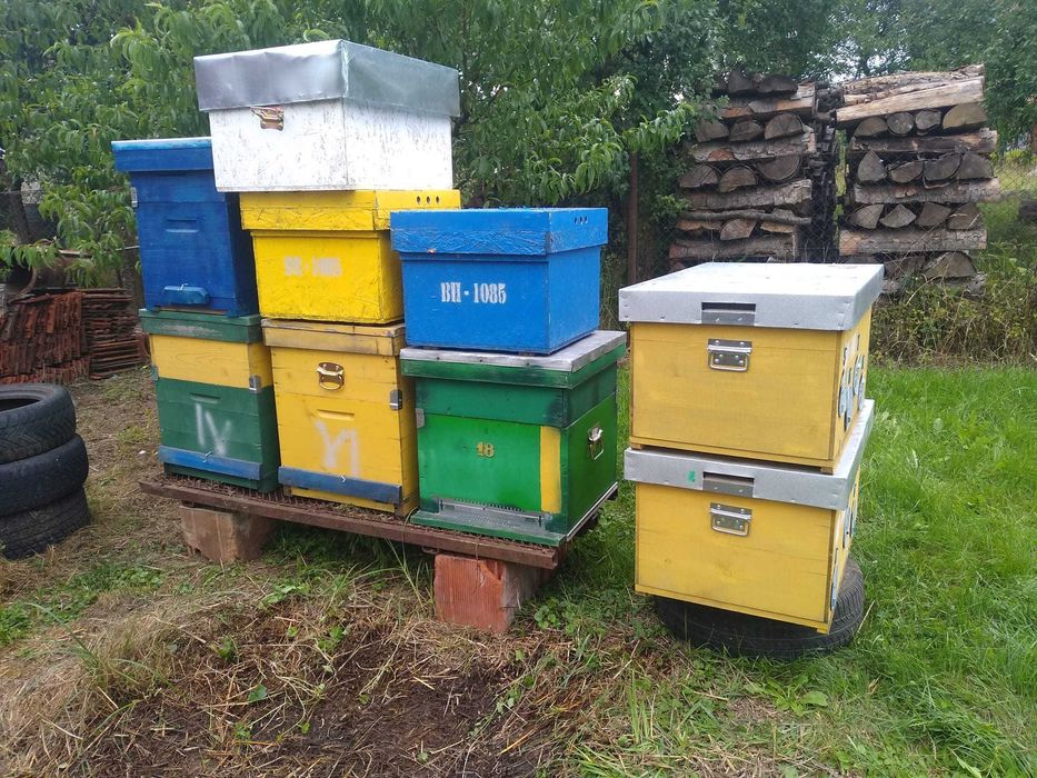 lazi / nuclee de albine / matci