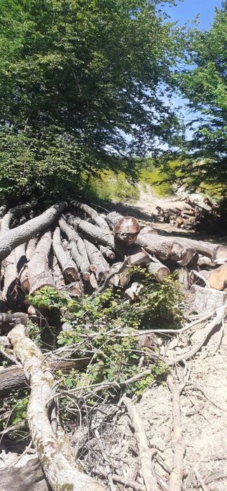 Lemne de foc la 320 lei metru esență tare