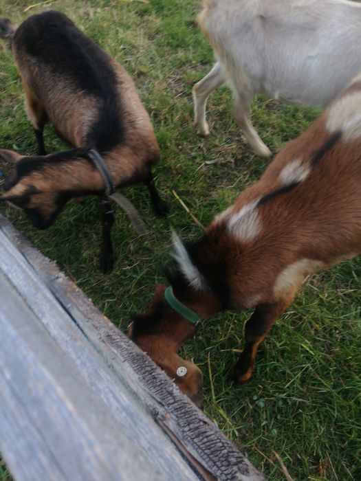 Vând 3 capre ai 1 tap