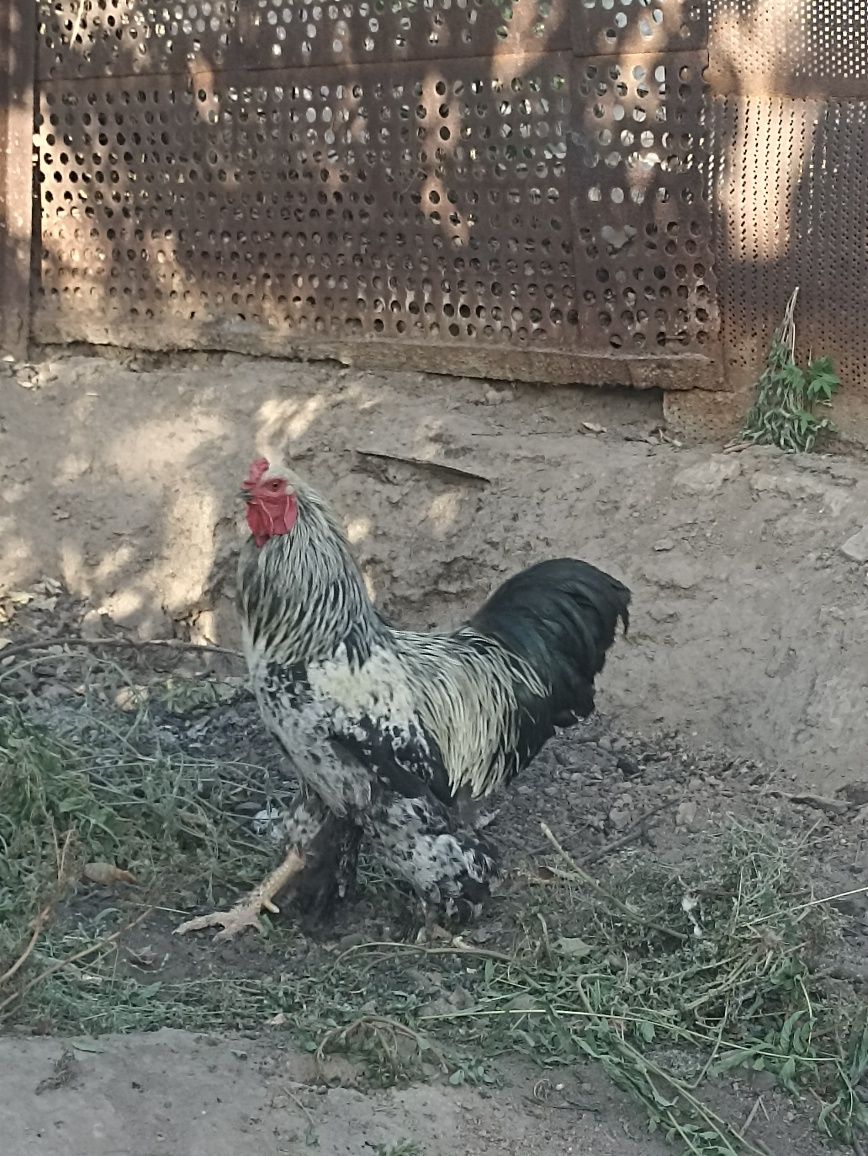 Brama Xo'roz Sotiladi