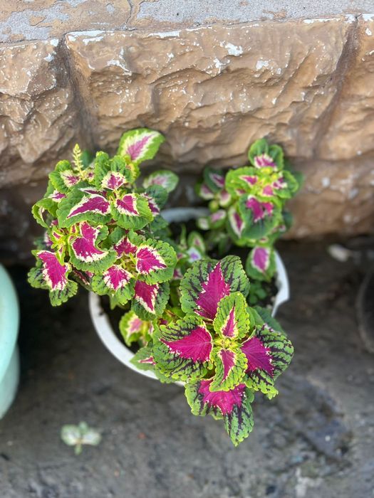 колеусы Разные         цветы.