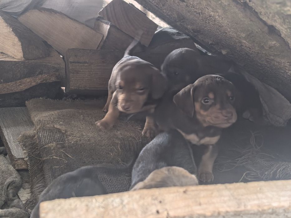 Cauta alta casa pentru doritori