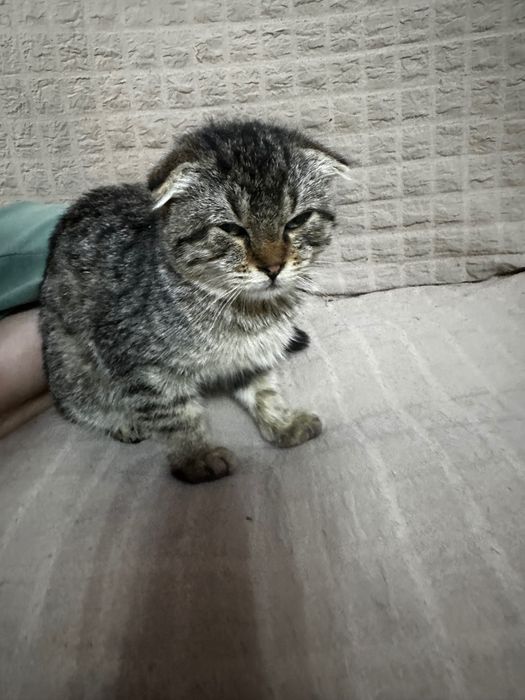 Продаётся шотландская вислоухая кошечка