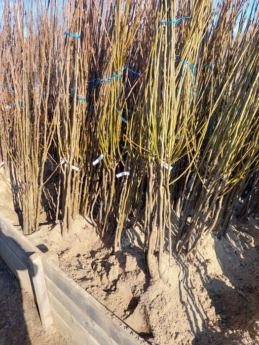 Pomi altoiti si vita de vie