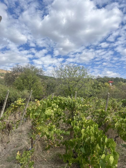 Teren intravilan 1.100 m² – Tohani, Prahova | Lângă Autostrada A7