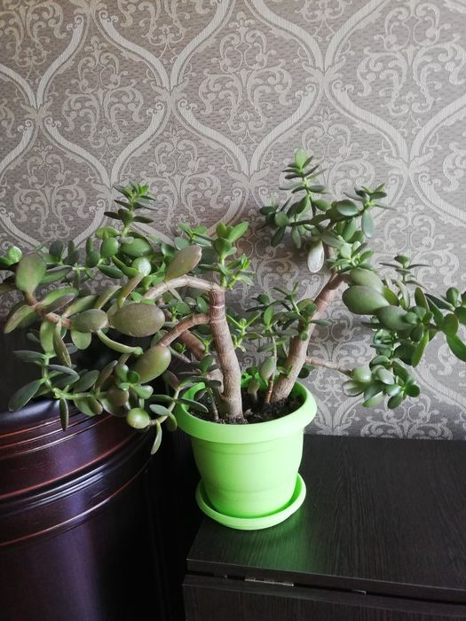 Продам денежное дкрево