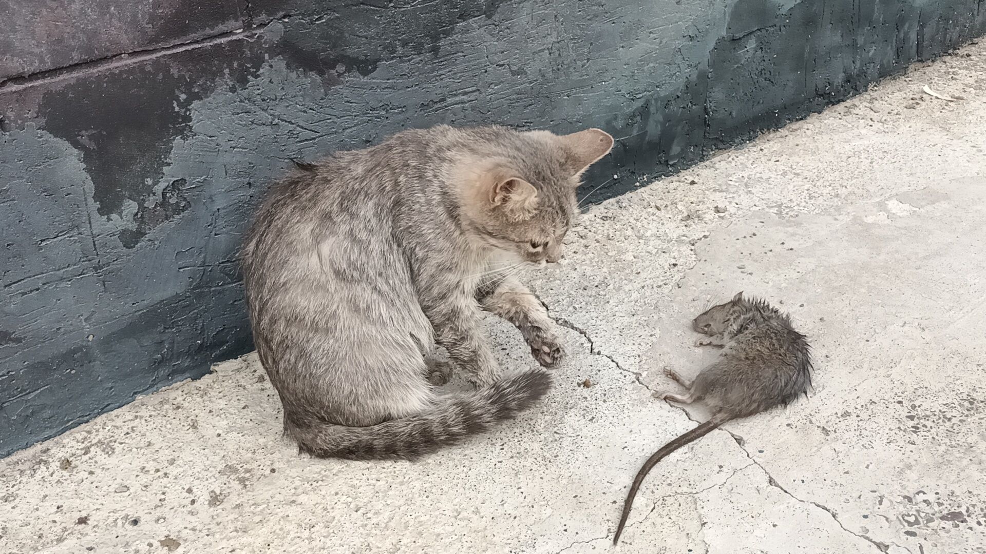 Котята крысоловый