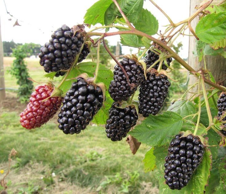 Arbusti Fructiferi (Mur de Cultura )