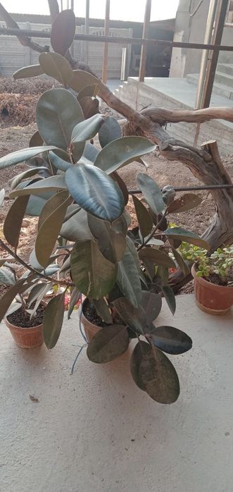 Fikus gullari, xona va ofis uchun