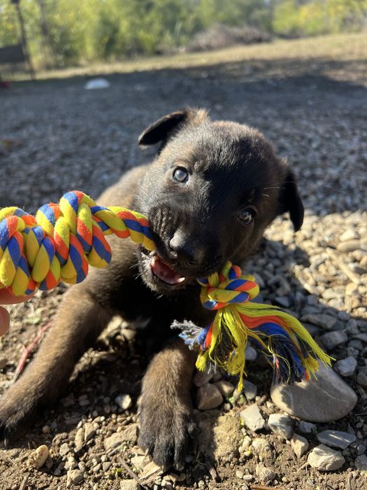 Ciobanesc belgian malinois