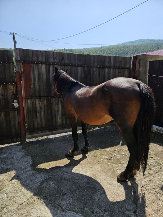 Vand armasar cuminte