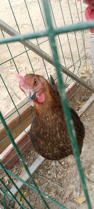 Tovuq sotiladi yoshi 5 oy курица возраст 5 месяца