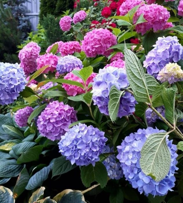 Цветы для офиса и дома от 500