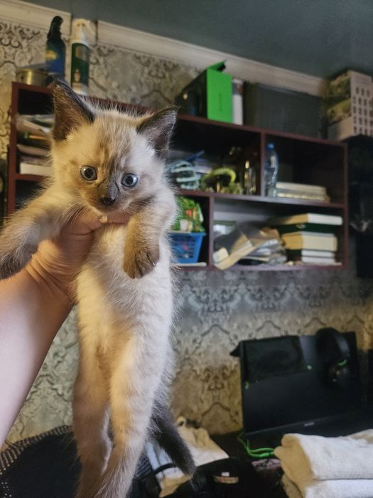 Отдам котят бесплатно