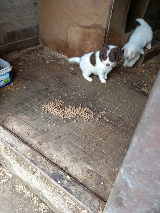 продавам кученца лагото-кокер